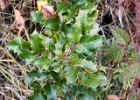 OREGON GRAPE 1 